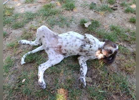 English setter Rüde