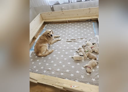 Golden Retriever Welpen mit Ahnentafel