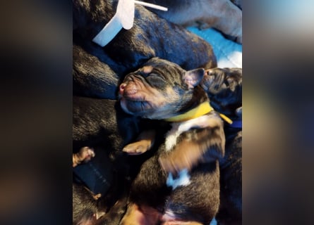 OEB Mix Welpen ideale Familienhunde