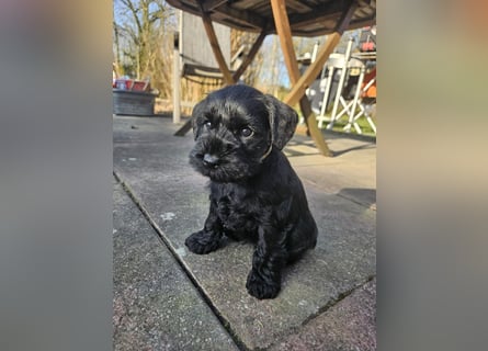 Zwergschnauzer Welpe schwarz Hündin