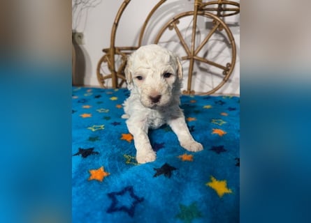 Lagotto Romagnolo Puppy FCI
