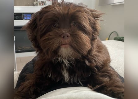 Shih-Tzu-Bolonka Welpen