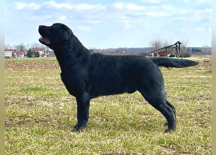 Labrador retriever, Lieferung! Schwarz für Zucht, Ausstellung und Familien