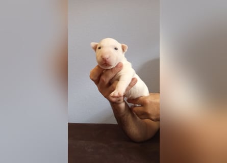 Miniatur Bullterrrier Welpe Rüde