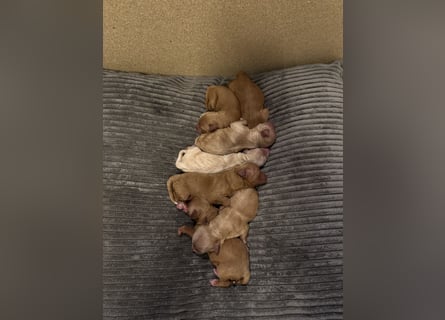 Cavapoo Welpen