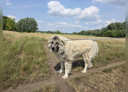 Max – Jung, klug, loyal