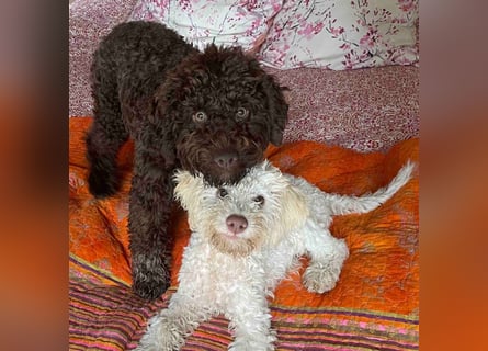 4 süße weibliche reinrassige Lagotto Romagnolo Welpen suchen ein liebevolles Zuhause