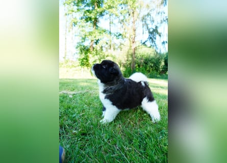 Amerikanische Akita