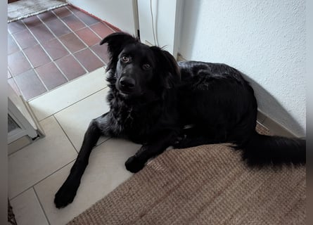 Hofhund Herdenschutzhund