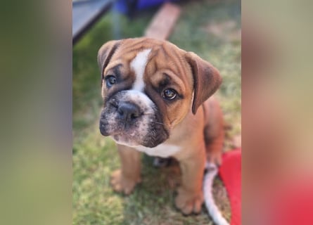 Continental Bulldog Welpen