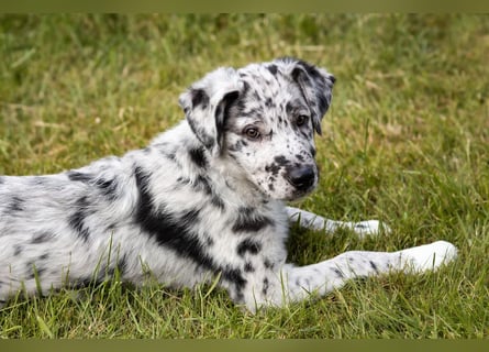 Süße Border Collie -Mudi mix Welpen