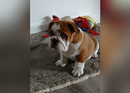 Englische Bulldogge  Welpen