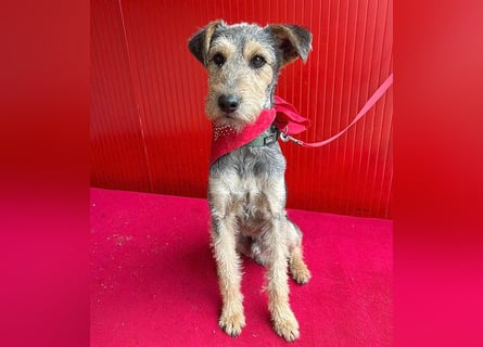 ❤️ superlieber PINO - 1 Jahr, 40cm/9kg - Foxterrier-Mischling