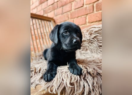 Labrador Welpen gelb braun und schwarz