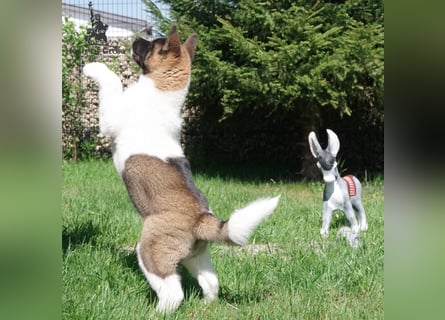 Echte reinrassiger American Akita Hündin