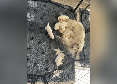 Golden Retriever Welpen aus verantwortungsvoller Zucht