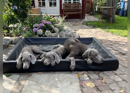 Weimaraner-Mix Welpen aus liebevoller Verpaarung – 12 kleine Wunder suchen ihr Zuhause
