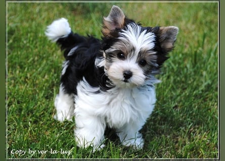 Yorkshire Terrier Welpen -verschiedene Farbgebungen u. Größen