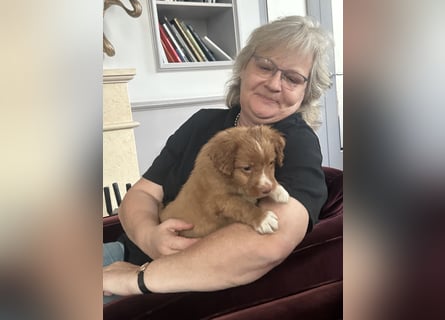 Nova Scotia Duck Tolling Retriever-Welpen – Einzigartige Schätze aus liebevoller Zucht