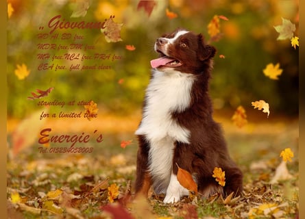 Mini Australian Shepherd Welpen