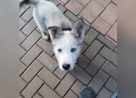 Akita-Husky Welpen