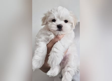 Zauberhafte koreanische Malteserwelpen