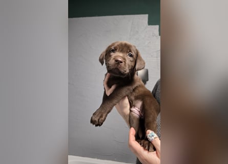 Labradorwelpen suchen ihre neue Familie