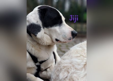 Jiji 07/2023 (in Deutschland) - ruhige und sanfte, wundervolle junge Hündin!