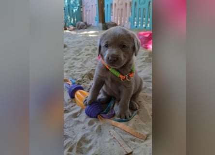 Labrador Aussiedor Welpen  in silber und silber merle aus liebevoller Zucht