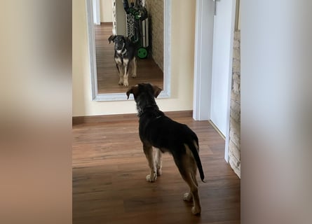 In der Nähe von Köln Traumhund Ben sucht ein Zuhause