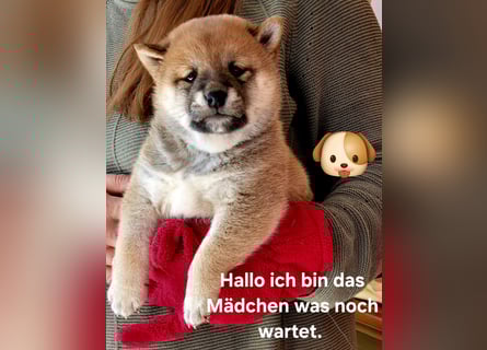 Shiba inu Welpen.   vom Haus Joe   ,Liebhaberzucht