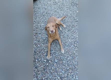 Labrador Welpen foxred, aus der Arbeitslinie