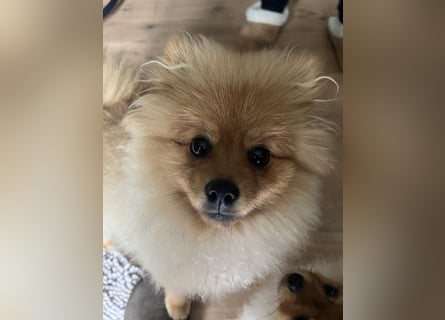 Zuckersüße Pomerania / zwergspitz Welpen