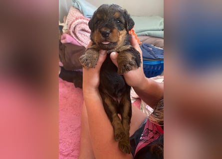 Typvolle Airedale Terrier Welpen aus Leistungszucht VDH/KfT