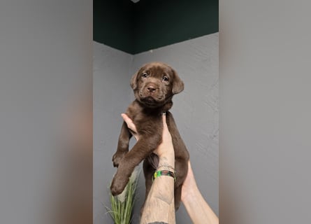 Labradorwelpen suchen ihre neue Familie