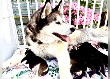 FCI Pedigree Blue Eyed Black & White Siberian Husky Champion Puppy