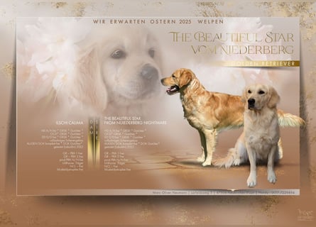 Liebenswerte Golden Retriever Hündin *Welpe* sucht noch eine liebevolle Familie