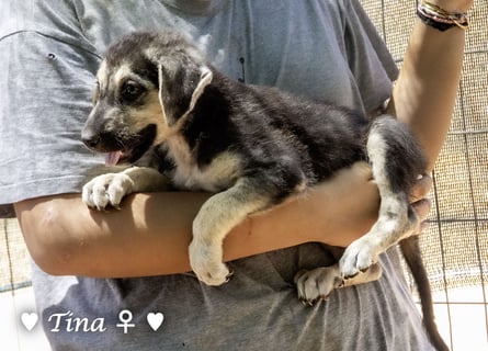 Teddy und seine Geschwister suchen ab September ein Zuhause