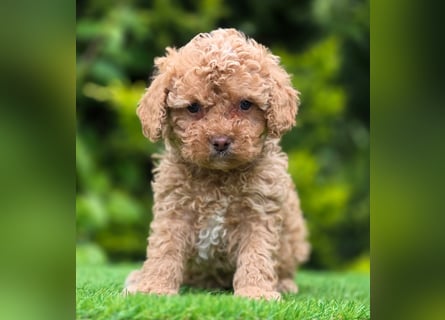 Cavapoo welpen