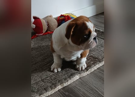 Englische Bulldogge  Welpen