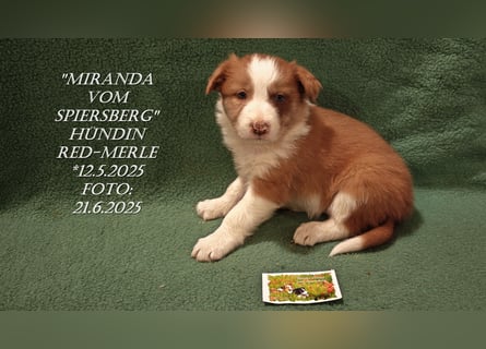 Border Collie-Welpen , black-,choco-,red-white und red-,black-merle