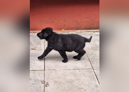 schwarze Schäferhunde aus Leistungszucht