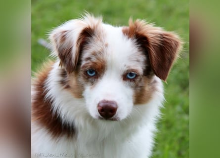 Mini Aussie Deckrüde, 36 cm, red merle, blaue Augen, Toy Australian Shepherd