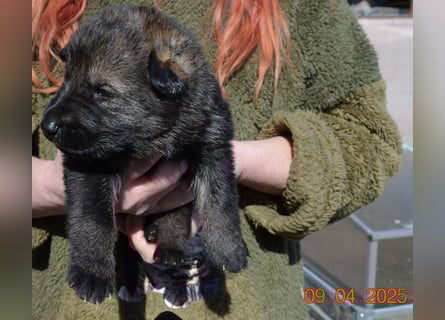 Dunkelgraue Schäferhunde aus Kör-u.Leistungzucht