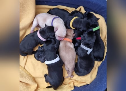 Edle Labrador Welpen (Schwarz/Foxred/Creme) mit Ahnentafel, Nachkommen von Champions