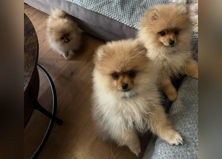 Zuckersüße Pomerania / zwergspitz Welpen