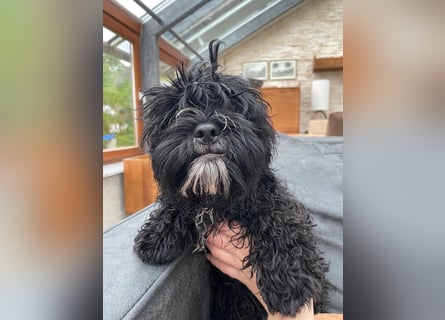 Shih Tzu - Pudelmischlingswelpen abzugeben