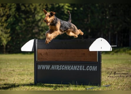 Typvolle Airedale Terrier Welpen aus Leistungszucht VDH/KfT