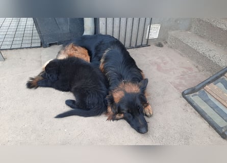 Langstockhaar Schäferhund  Rüde