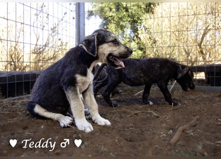 Teddy und seine Geschwister suchen ab September ein Zuhause